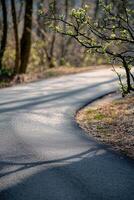 Spring Blossoms Frame a Curving Path Through Woods photo