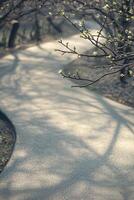 Spring Branch Over Path Shadow Display photo