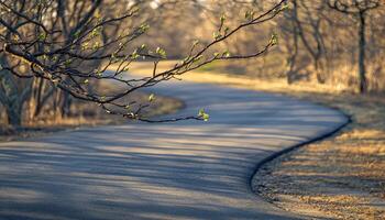 Spring branch and winding path nature scene photo
