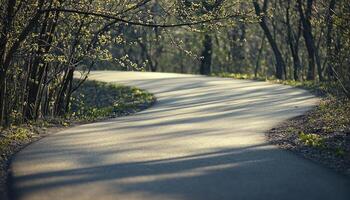 Winding Path Through Springtime Woods photo