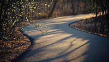 Spring Buds Beside a Winding Asphalt Path photo
