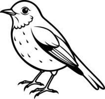 A round bodied robin perched with a tilted head. vector