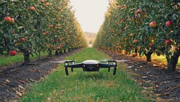 Drone monitoring apple orchard, implementing precision agriculture for enhanced productivity photo
