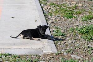 Black puppy rests on the gravel near a smooth concrete edge in bright daylight among scattered greenery photo