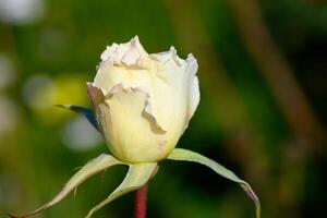 Delicate white rose bud poised to bloom in a vibrant garden setting photo