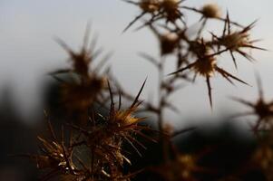 Thorny plants silhouetted against a soft sunset sky in a serene natural setting. photo