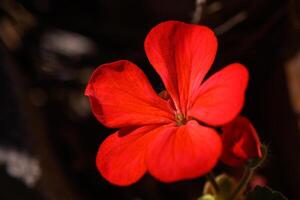 Vibrant red flower blooming under soft sunlight in a tranquil garden setting photo