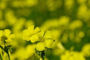 Bright yellow flowers bloom in a peaceful meadow under warm sunlight during a serene spring afternoon photo