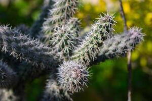 Captivating close-up of a vibrant cactus showcasing intricate spines in a lush garden photo