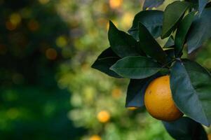 Vibrant orange fruit hangs among lush leaves in a sunlit orchard during a serene afternoon photo