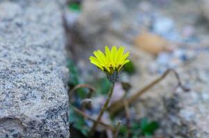 A bright yellow flower triumphantly blooms between rocks in a serene outdoor setting. Generative A photo