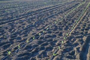 New seedlings thrive in rows on a sunlit farm, showcasing the promise of an abundant harvest photo