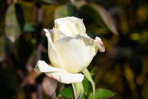 Elegant white rose blooming amidst lush greenery in a tranquil garden setting photo