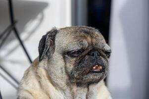 Pug enjoys a sunny afternoon on the patio with a relaxed expression and slight mischief in the air photo