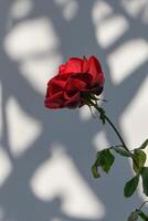Beautiful red rose casting shadows on a bright wall in a tranquil garden setting during midday light photo