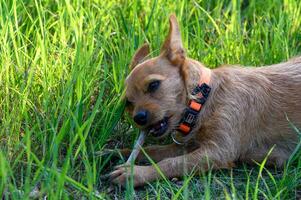 Playful dog enjoying a warm afternoon in a lush green field while chewing on a stick photo