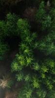 Top-down view shows a green pine forest through the clouds. Canadian nature video