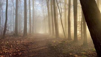 Misty forest pathway that is surrounded by majestic trees in morning fog video