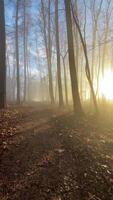 Misty forest pathway that is surrounded by majestic trees in morning fog video