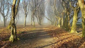 Misty forest pathway that is surrounded by majestic trees in morning fog video