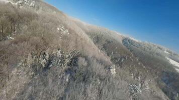 Agile flight over a forest covered with frost on the mountain slopes video
