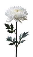 Simple and Elegant White Chrysanthemum for Custom Use png