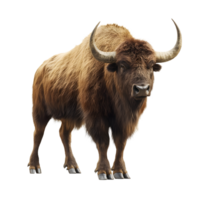 Massive Buffalo Figure Against a Clear Canvas png