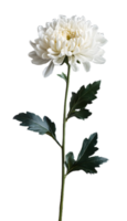 Freshly Bloomed White Chrysanthemum for Custom Projects png