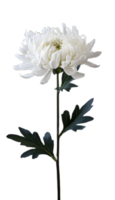Full Bloom White Chrysanthemum for Custom Projects png