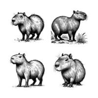 black and white capybara illustration. set of capybara hand drawn vector
