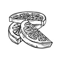 Lemon pieces illustration. Hand drawn ink graphic of citrus fruit. Linear drawing of lime. Outline sketch of citron. Black line art of chopped grapefruit for kitchen textiles, packaging or label vector