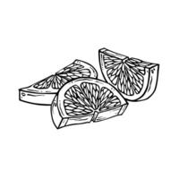Lemon slices. Hand drawn ink graphic illustration of citrus fruit. Linear drawing of lime lobules. Outline sketch of citron. Black line art of chopped grapefruit for kitchen textiles, packaging, label vector