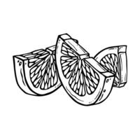 Citrus fruit pieces. Lemon or lime hand drawn ink graphic. Linear drawing. Outline sketch of citron. Black line art of chopped grapefruit for kitchen textiles, packaging, label, menu or other printing vector