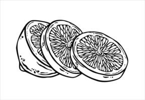 Lemon half sliced on pieces. Free hand ink drawing of citrus round slices. Black lines fruit sketch. Outline illustration in engraving style for menu, logo, printing, textile or utensil design vector