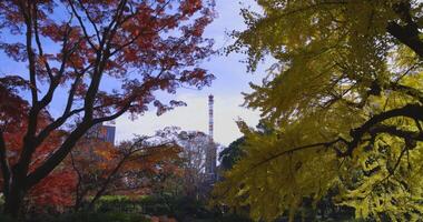 A yellow gingko tree and red maple tree with tower at Hibiya park in Tokyo zoom in video