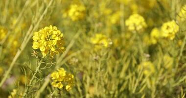 Canola flower garden at Azumayama park in Shounan Kanagawa close up video