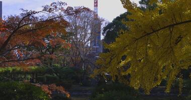 A yellow gingko tree and red maple tree with tower at Hibiya park in Tokyo tilt up video