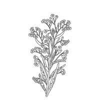 Botanical Line art bouquet of wildflowers isolated on white background. Hand drawn black and white outline plant and flowers illustration. Graphic design for Print Brand Wedding invitation Card vector