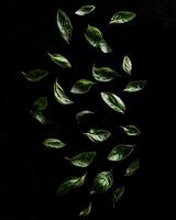 Falling Basil Leaves Dark Background Culinary Photography Fresh Herbs Green Leafy Vegetables Food Photography Studio Shot Minimalist Design photo