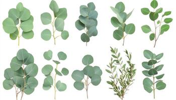 Collection of Eucalyptus Leaves and Greenery A Variety of Fresh Green Foliage Branches Isolated on White Background photo