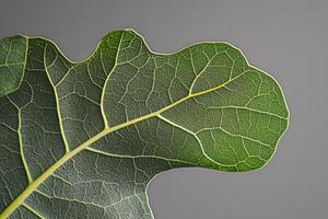 Magnificent Closeup of a Fiddle Leaf Fig Leaf, Intricate Veins and Texture, Green Hues Against Grey Background photo