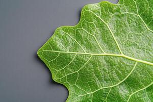 Detailed Close-up of a Vibrant Green Leaf on a Gray Background A Stunning Macro Photography of Nature's Intricate Design photo