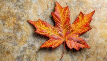 Autumnal Serenity A Vibrant Maple Leaf Resting on a Textured Stone Background photo