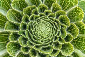 Closeup Macro Photography of a Green Succulent Plant,Detailed Texture and Pattern of Leaves photo