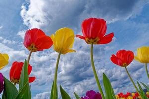 Tulips reaching for the sky photo