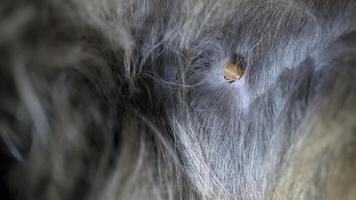 A detailed close-up of a tick on a cat's fur. A macro image of a tick with shallow depth of field. photo