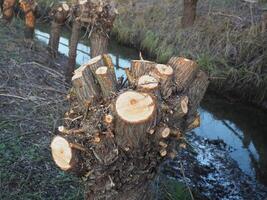 pruned tree by a ditch photo