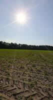 sunny weather in summer in a field with green corn, agriculture photo