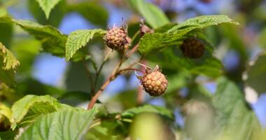 raspberry bush with green unripe berries in the summer season photo