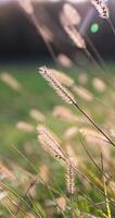 grass that changes color in the autumn season in the field photo